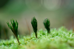 Vogezen-Vosges-Vogesen-Frankrijk-France-Frankreich