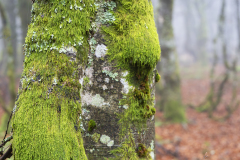 Vogezen-Vosges-Vogesen-Frankrijk-France-Frankreich-Gelobde poederkorst-Lepraria lobificans
