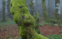 Vogezen-Vosges-Vogesen-Frankrijk-France-Frankreich-Foto Dick: Gelobde poederkorst-Lepraria lobificans