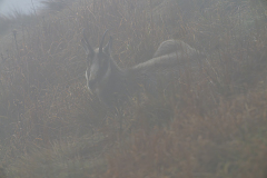 Alpengems-Alpine chamois-Alpengämse-Rupicapra-rupicapra-Vogezen-Vosges-Vogesen France