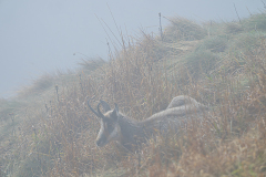 Alpengems-Alpine chamois-Alpengämse-Rupicapra-rupicapra-Vogezen-Vosges-Vogesen France