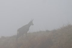 Alpengems-Alpine chamois-Alpengämse-Rupicapra-rupicapra-Vogezen-Vosges-Vogesen France