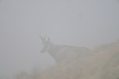 Alpengems-Alpine chamois-Alpengämse-Rupicapra-rupicapra-Vogezen-Vosges-Vogesen France