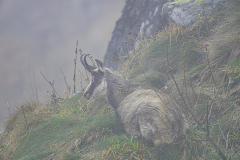 Alpengems-Alpine chamois-Alpengämse-Rupicapra-rupicapra-Vogezen-Vosges-Vogesen France