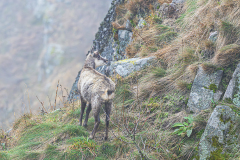 Alpengems-Alpine chamois-Alpengämse-Rupicapra-rupicapra-Vogezen-Vosges-Vogesen France