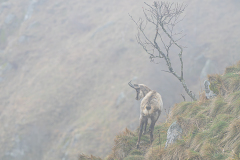 Alpengems-Alpine chamois-Alpengämse-Rupicapra-rupicapra-Vogezen-Vosges-Vogesen France