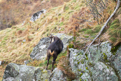 Alpengems-Alpine chamois-Alpengämse-Rupicapra-rupicapra-Vogezen-Vosges-Vogesen France