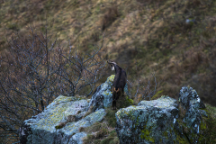 Alpengems-Alpine chamois-Alpengämse-Rupicapra-rupicapra-Vogezen-Vosges-Vogesen France