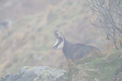 Alpengems-Alpine chamois-Alpengämse-Rupicapra-rupicapra-Vogezen-Vosges-Vogesen France