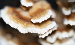 Vogezen-Vosges-Vogesen-Frankrijk-France-Frankreich- Gewoon elvenbankje-Coriolus versicolor-Schmetterlings-Tramete-Trametes versicolor