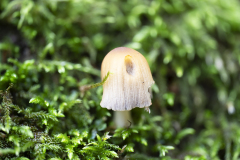 Vogezen-Vosges-Vogesen-Frankrijk-France-Frankreich-Gewone glimmerinktzwam-Mica cap-emeine Glimmertintling-Coprinellus micaceus