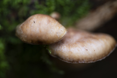 Vosges-Vogesen-Frankrijk-France-Frankreich-Groene schelpzwam-olive oysterling-Zwergknäueling-Sarcomyxa serotina