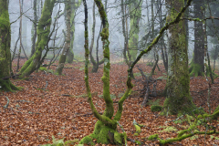 Vogezen-Vosges-Vogesen-Frankrijk-France-Frankreich