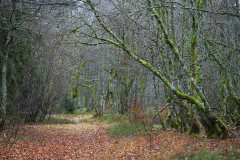 Vogezen-Vosges-Vogesen-Frankrijk-France-Frankreich