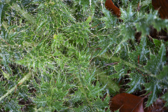 Vogezen-Vosges-Vogesen-Frankrijk-France-Frankreich-Kale-jonker-European swamp thistle-Sumpf-Kratzdistel-Cirsium palustre