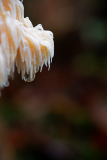 Vogezen-Vosges-Vogesen-Frankrijk-France-Frankreich-Kammetjesstekelzwam-Coral tooth fungus-Ästige Stachelbart-Hericium coralloides