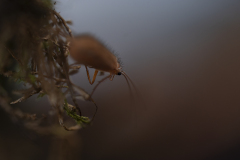 Vogezen-Vosges-Vogesen-Frankrijk-France-Frankreich-Kokerjuffer-Caddisflies-Köcherfliegen-Trichoptera