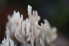 Vogezen-Vosges-Vogesen-Frankrijk-France-Frankreich-Rechte Koraalzwam-Strict-branch coral-Ramaria stricta