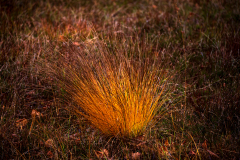 Vogezen-Vosges-Vogesen-Frankrijk-France-Frankreich-Lac de Lispach