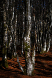 Vogezen-Vosges-Vogesen-Frankrijk-France-Frankreich