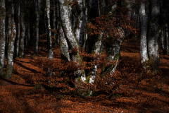 Vogezen-Vosges-Vogesen-Frankrijk-France-Frankreich