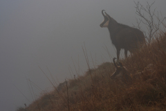 Vogezen-Vosges-Vogesen-Frankrijk-France-Frankreich-Alpengems-Alpine chamois-Alpengämse-Rupicapra-rupicapra