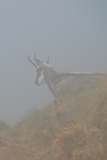 Vogezen-Vosges-Vogesen-Frankrijk-France-Frankreich-Alpengems-Alpine chamois-Alpengämse-Rupicapra-rupicapra