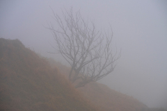 Vogezen-Vosges-Vogesen-Frankrijk-France-Frankreich