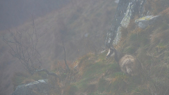 Vogezen-Vosges-Vogesen-Frankrijk-France-Frankreich-Alpengems-Alpine chamois-Alpengämse-Rupicapra-rupicapra