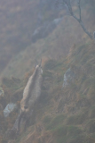 Vogezen-Vosges-Vogesen-Frankrijk-France-Frankreich-Alpengems-Alpine chamois-Alpengämse-Rupicapra-rupicapra
