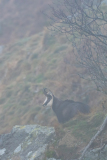 Vogezen-Vosges-Vogesen-Frankrijk-France-Frankreich-Alpengems-Alpine chamois-Alpengämse-Rupicapra-rupicapra