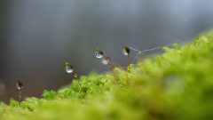 Vogezen-Vosges-Vogesen-Frankrijk-France-Frankreich- Waterdruppels-Waterdrops-Wassrtropfen