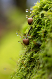 Vogezen-Vosges-Vogesen-Frankrijk-France-Frankreich-Mycena Spec.