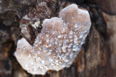 Vogezen-Vosges-Vogesen-Frankrijk-France-Frankreich-Guttatiedruppels-Guttation drops-Guttationstropfen