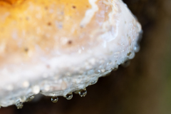 Vogezen-Vosges-Vogesen-Frankrijk-France-Frankreich-Guttatiedruppels-Guttation drops-Guttationstropfen