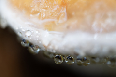 Vogezen-Vosges-Vogesen-Frankrijk-France-Frankreich-Guttatiedruppels-Guttation drops-Guttationstropfen