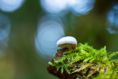 Vogezen-Vosges-Vogesen-Frankrijk-France-Frankreich-Scherpe schelpzwam-Bitter oyster-Herbe Zwergknäueling-Panellus stipticus