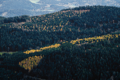 Vogezen-Vosges-Vogesen-Frankrijk-France-Frankreich