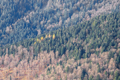 Vogezen-Vosges-Vogesen-Frankrijk-France-Frankreich