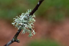 Vogezen-Vosges-Vogesen-Frankrijk-France-Frankreich-Witkopschorsmos-Hypogymnia tubulosa