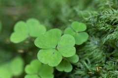 Vogezen-Vosges-Vogesen-Frankrijk-France-Frankreich- Witte klaverzuring-Wood-sorrel-Wald-Sauerklee-Oxalis acetosell