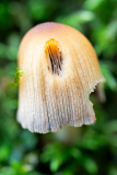 Vogezen-Vosges-Vogesen-Frankrijk-France-Frankreich-Gewone glimmerinktzwam-Glistening inky cap-Gemeine Glimmertintling-Coprinellus micaceus