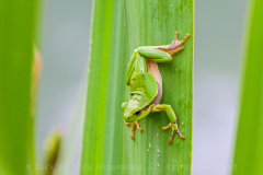 Hongarije Hungary Ungarn 2010/2011