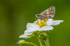 Aardbeivlinder-Grizzled-Skipper-Kleine Würfel-Dickkopffalter-Pyrgus-malvae Hungary