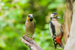 Appelvink-Hawfinch- Kernbeißer-Coccothraustes-coccothraustes-and-Great-Spotted-Woodpecker