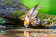 Appelvink-Hawfinch- Kernbeißer -Coccothraustes-coccothraustes Hungary