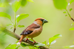 Appelvink-Hawfinch- Kernbeißer -Coccothraustes-coccothraustes Hungary