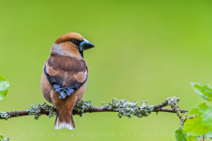 Appelvink-Hawfinch-Kernbeißer-Coccothraustes coccothraustes Hungary