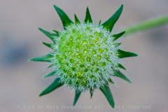 Beemdkroon-Commonly field scabious-Acker Witwenblume-Knautia arvensis Hungary