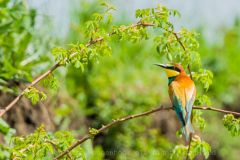 Bijeneter-Bee-eater-Bienenfresser-Merops-apiaster Hungary